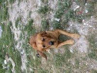 Çok akılı sevecen golden retriever