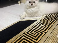 British Longhair blue point