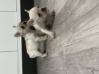 French bulldog bebekler