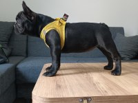 A+ Kalite FRENCH BULLDOG LEKESİZ SİYAH ÖZEL RENK