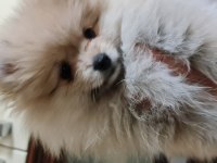Pomeranian dişi erkek bebek