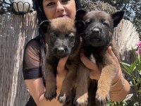 Safkan üst kalite aşılı malinois yavrularım