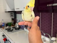 El besleme full evcil bilezikli sultan papağanlar