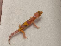 Morph garentili leopard gecko
