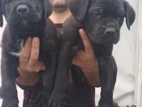 Show kalitede Perfect erkek Cane Corso yavruları