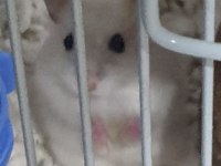 Çift hamster