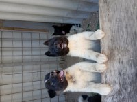 Amerikan Akita Yavru