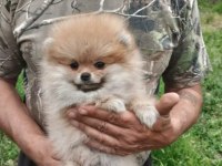 teddy surat pomeranian boo yavrularımız her ile teslim