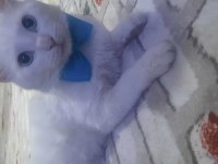 çiftleştirmek kedimiz için