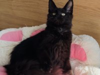 Değerini bilene özel XXL maine coon bebeğim 