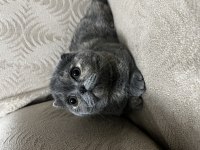 5 Aylıktır Uysal Ev Kedisi Scottish Fold