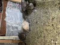 Taze Bıldırcın ve Bıldırcın Yumurtası Satışı
