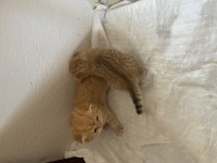 Sahiplendirilecek british shorthair