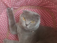 Scottish Fold Dişi Bakımları tamdır