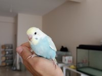 RAİNBOW YAVRU MUHABBET KUŞU