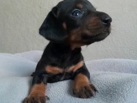 Safkan dachshund yavrular A kalite
