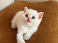 SAFKAN BRİTİSH SHORTHAİR ERKEK BEBEKLER