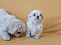 Maltese terrier yavrular