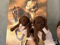 Toy poodle yavrularımız büyüdü