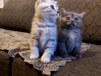 Anne Altından Silver British Shorthair Yavrumuz