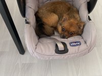 Pomeranian Spitz Sahiplendirme