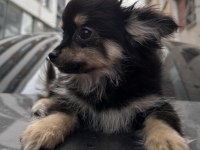Black Tan Chihuahua Yavru
