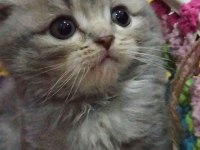 İlk görüşte aşk scottish fold