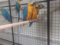 Macaw papağanı fotoğraf ta çalışmış full evcil
