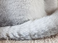 Şampiyon anne ve babadan scottish fold yavrular