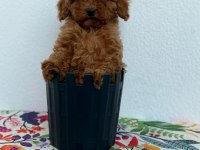 En Tatlı Poodle Yavruları Bizde