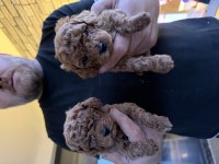 Poodle Bebeklerimiz Hazır