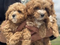 Ankarada Wc Eğitimli Maltipoo Yavrularımız
