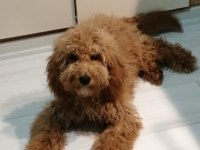 Toy poodle