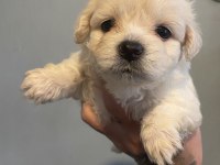 2 morkie yavrumuz kaldı