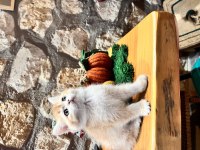 Saf kan Şecereli (Wcf) Golden British Shorthair NY12