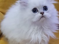 Scottish straight ve scottish fold yavrular