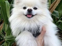 Kaliteli 0 numara pomeranian boo