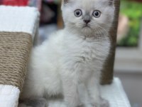 MÜKEMMEL BİRİTİSH BLUE POİNT BEBEKLERİMİZ BAKIRKÖY