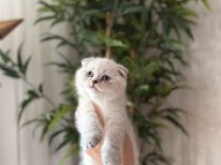 SCOTTISH FOLD SILVER YAVRULARIM 