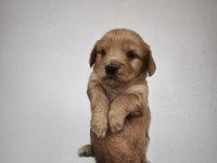 Maltipoo bebeklerimiz