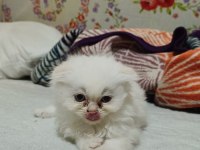 2025 doğumlu scottish fold bebekler yeni yuvalarını bekliyor