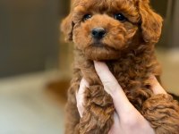 Eğitilebilir Toy Poodle Yavruları ile Evinize Neşe Katın