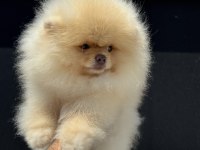 Show kalite wc eğitimli fcı export sçr li pomeranian
