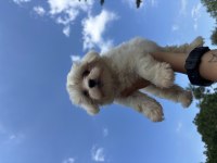 TÜM TÜRKİYEYE MALTESE YAVRU