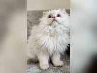 Üst kalite son erkek british longhair yavrum