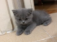 yavru british longhair