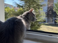 7 aylık british oğlumuza yuva arıyoruz