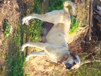 DEV ADAYLARI ANADOLU ÇOBAN KÖPEĞİ YAVRULARI