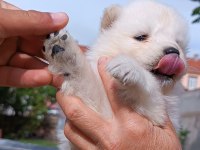 SAFKAN SİYAH-BEYAZ PATİ SAMOYED