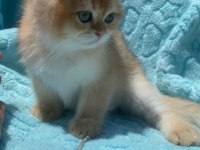Ny12 erkek british shorthair